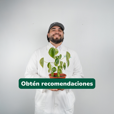 Consulta en línea: Asesoría experta para tus plantas
