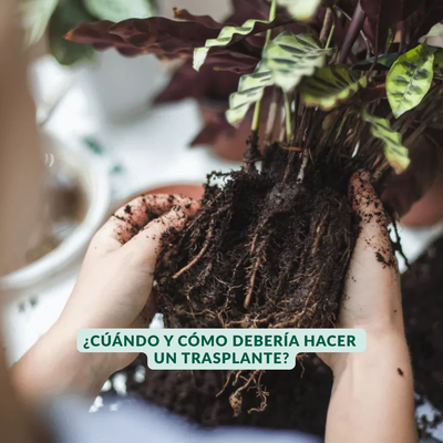 Curso: Manual de Supervivencia