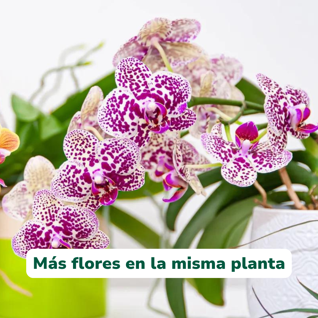 Pack Flores