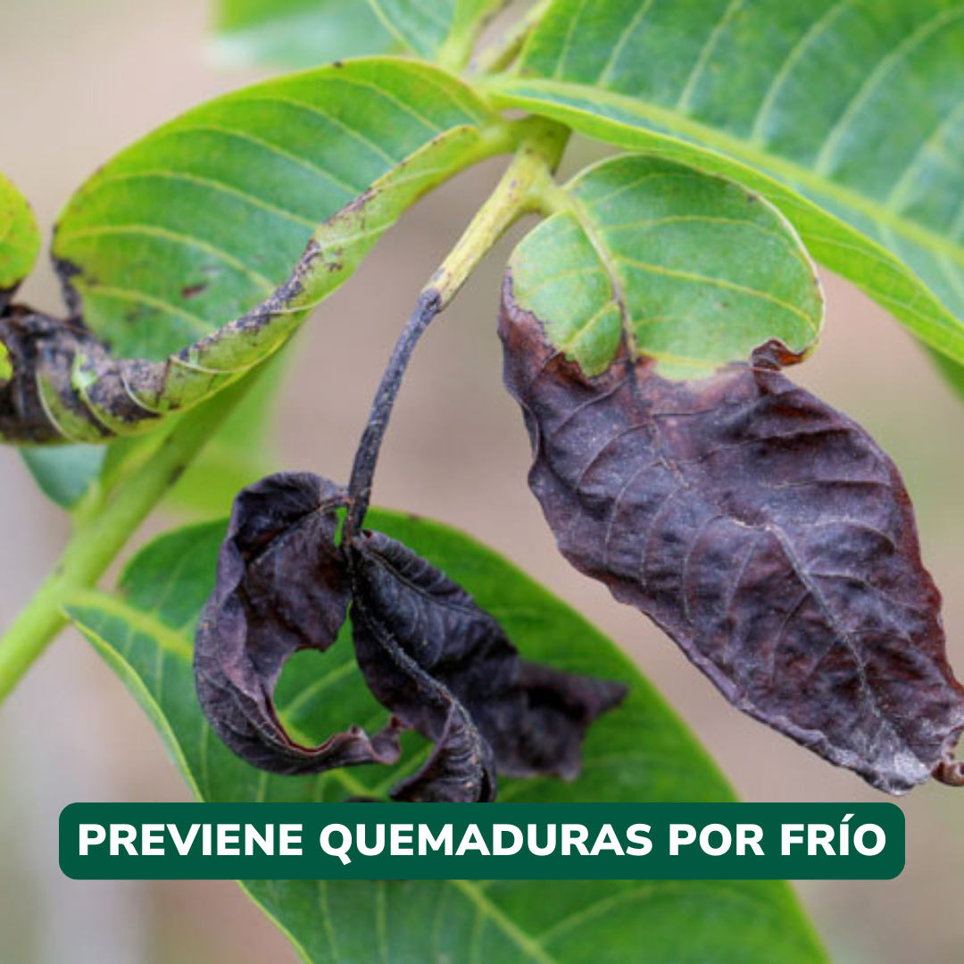 Pack Invierno - PRE LANZAMIENTO