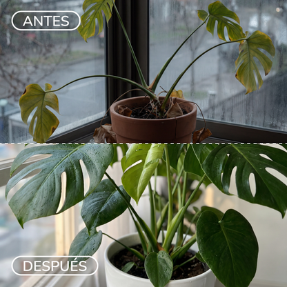Curso: Cuida Tus Plantas de Interior en Invierno (preventa)
