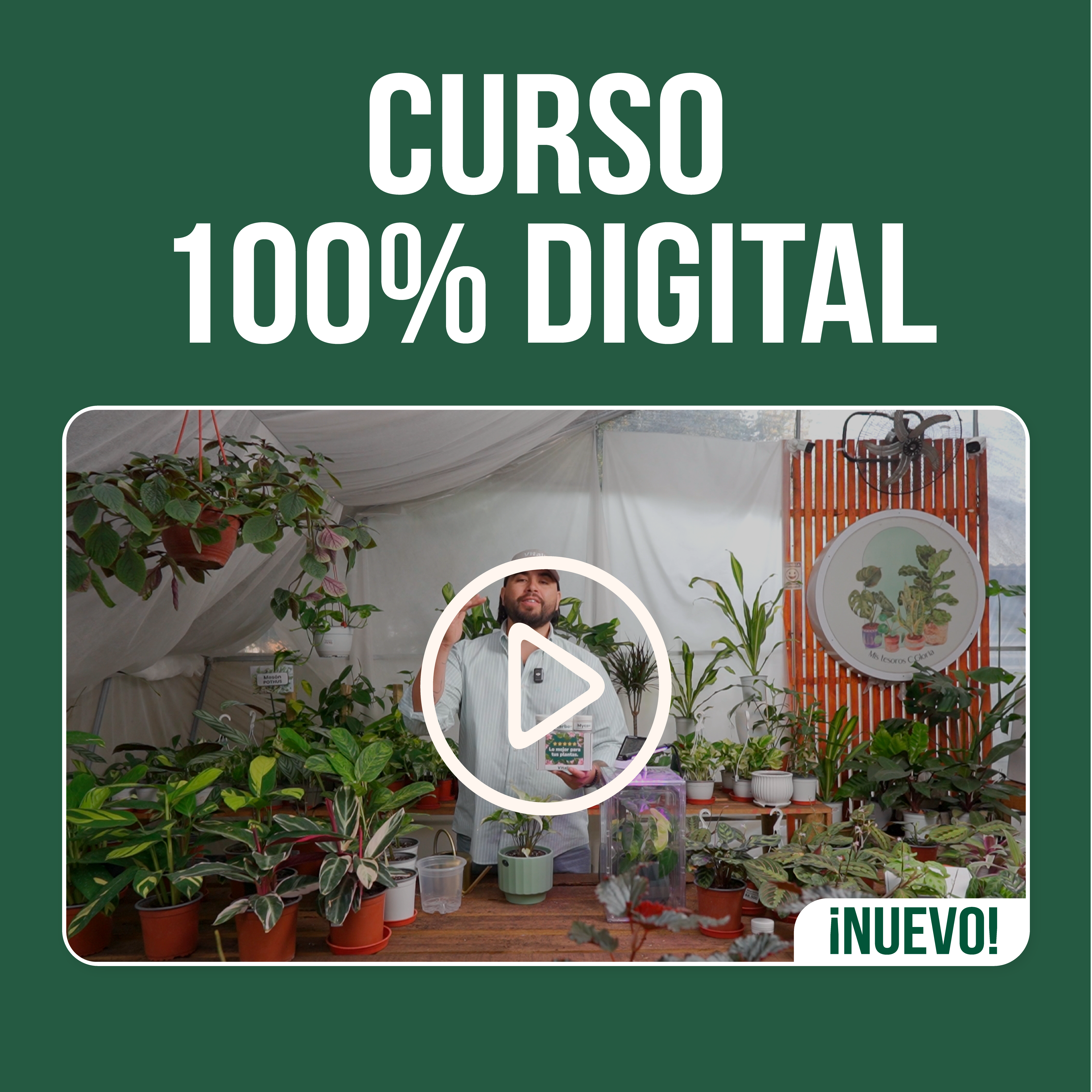 Curso: Cuida Tus Plantas de Interior en Invierno (preventa)