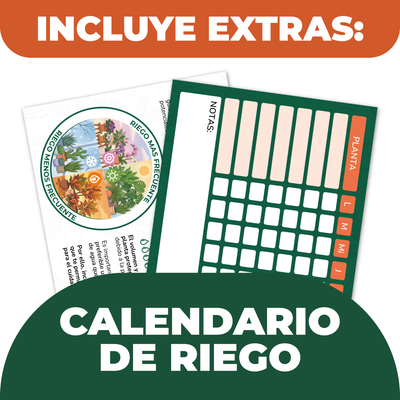 Pack Desarrollo