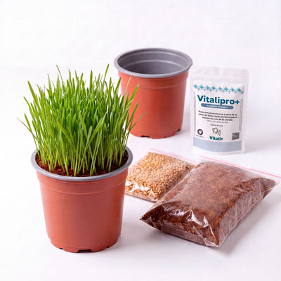 Kit de siembra hierba o pasto para gatos