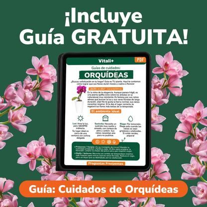 Pack Orquídeas