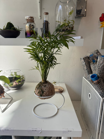 Taller de Kokedama