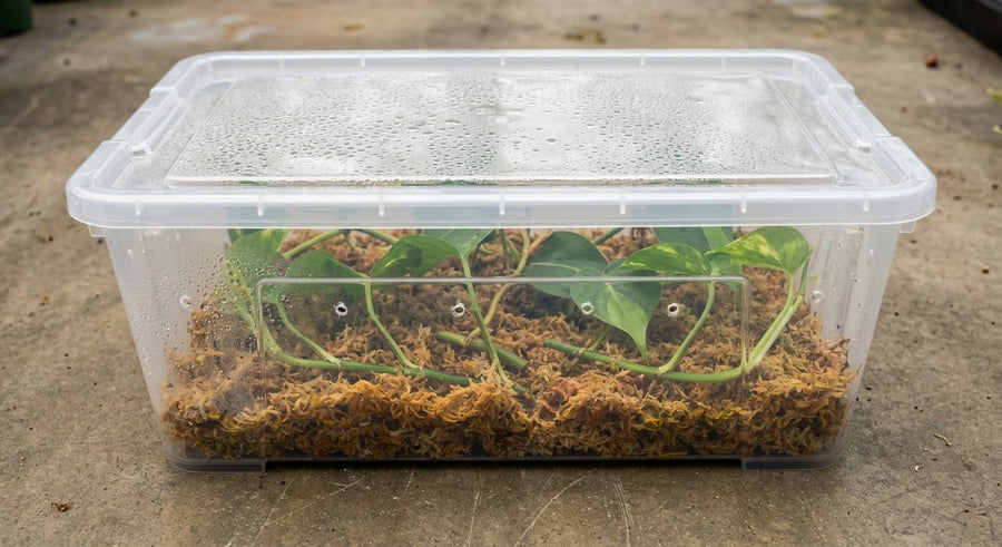 Taller de esquejes y caja de propagación