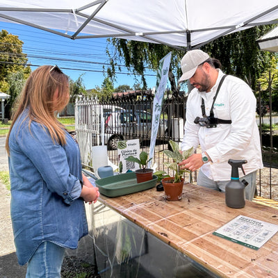 Clínica de Plantas a Domicilio - Ayuda experta en Santiago
