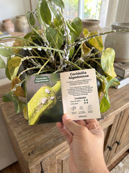 Guía de Enfermedades