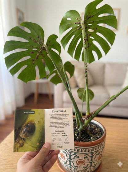 Guía de Enfermedades