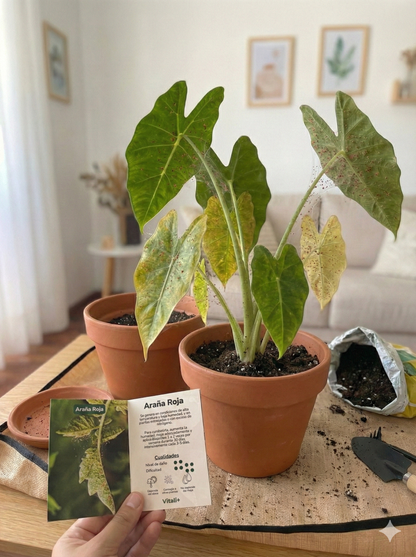 Guía de Enfermedades