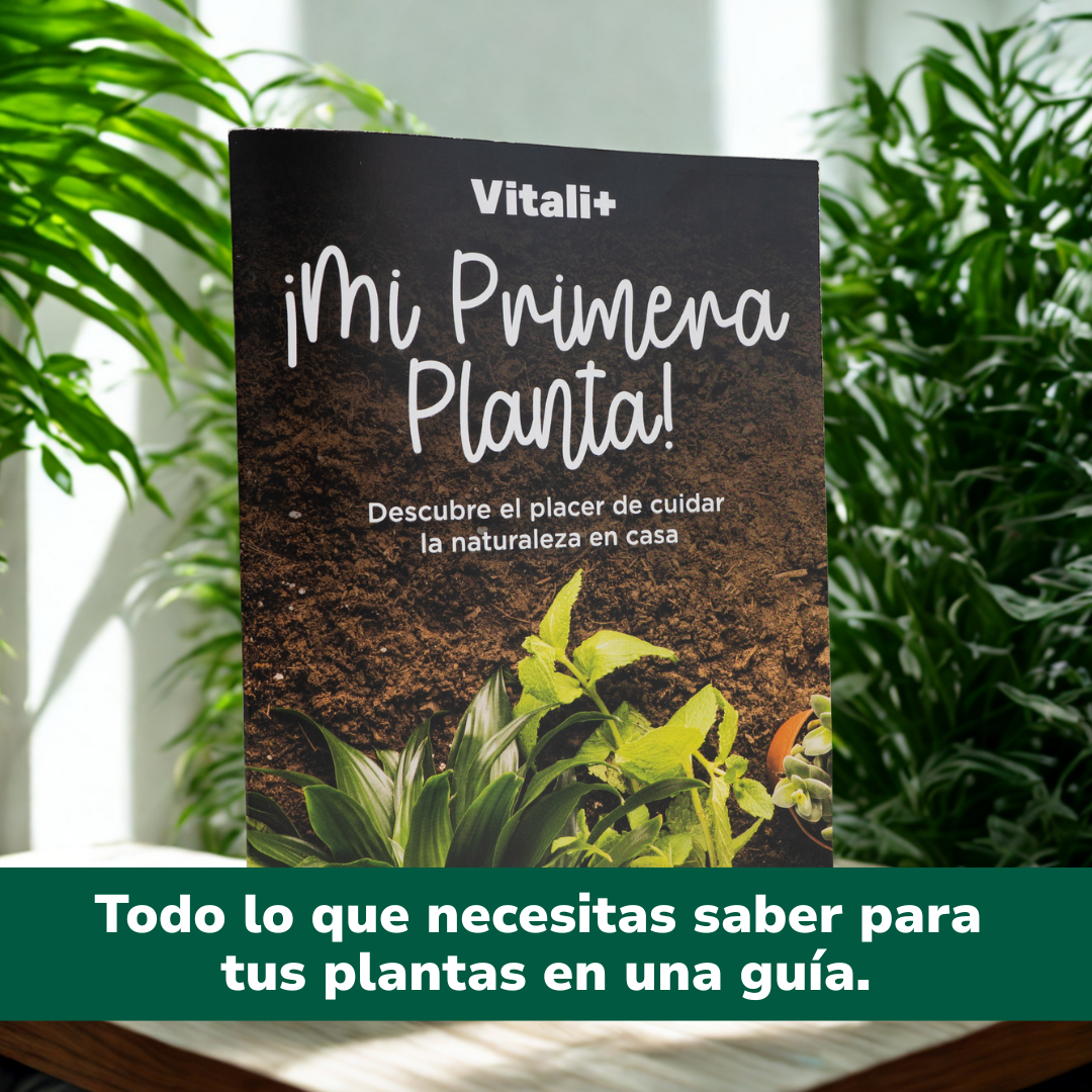 Mi primera planta - Guía exclusiva