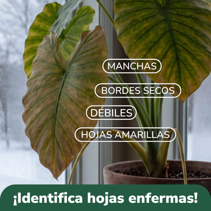 Curso: Cuida Tus Plantas de Interior en Invierno (preventa)
