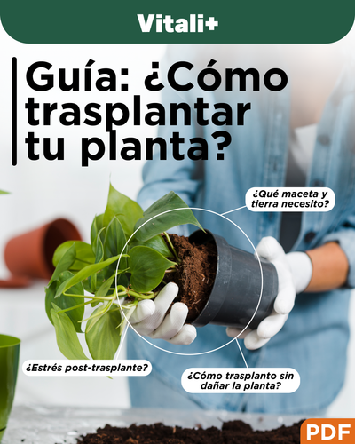 Tutorial cómo hacer un trasplante