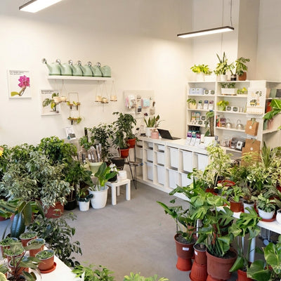 Clínica de Plantas en Botania - Ayuda experta en Santiago