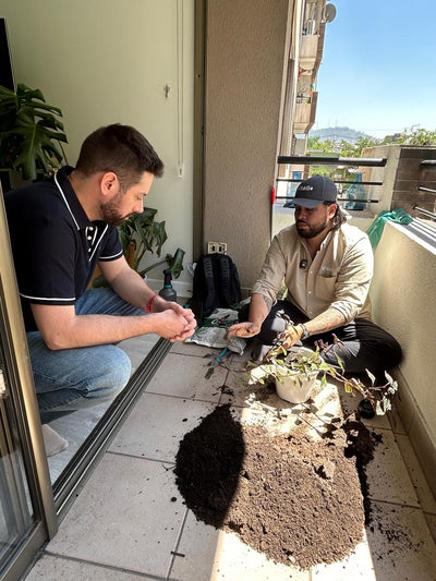 Clínica de Plantas a Domicilio - Ayuda experta en Santiago