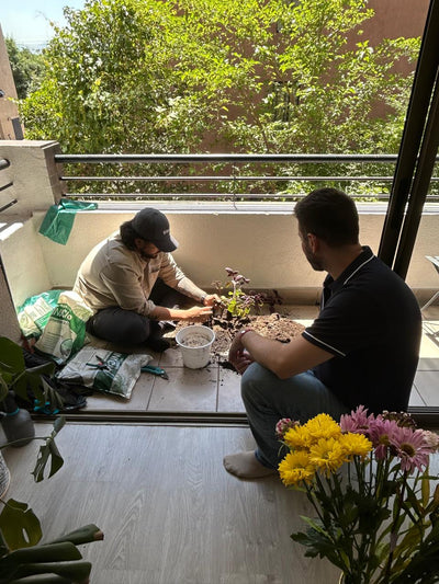 Clínica de Plantas a Domicilio - Ayuda experta en Santiago
