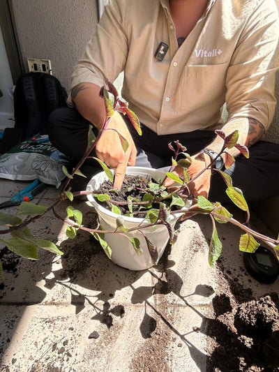 Clínica de Plantas a Domicilio - Ayuda experta en Santiago