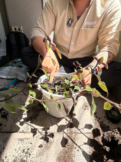 Clínica de Plantas a Domicilio - Ayuda experta en Santiago