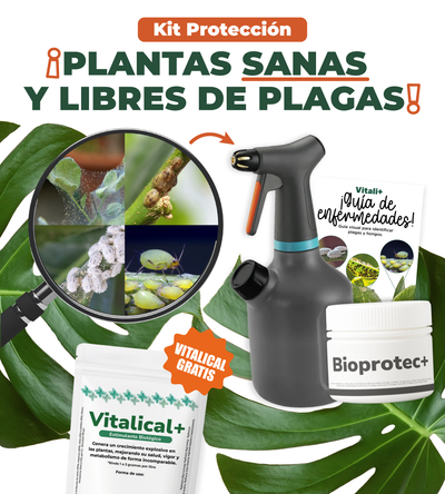 Kit Protección
