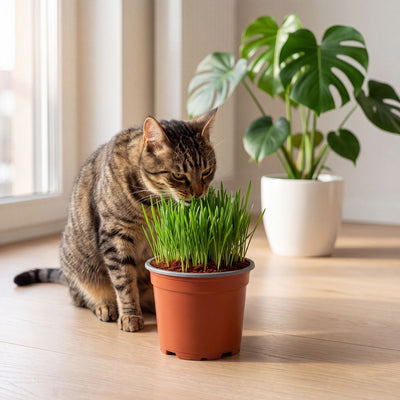 Kit de siembra hierba o pasto para gatos