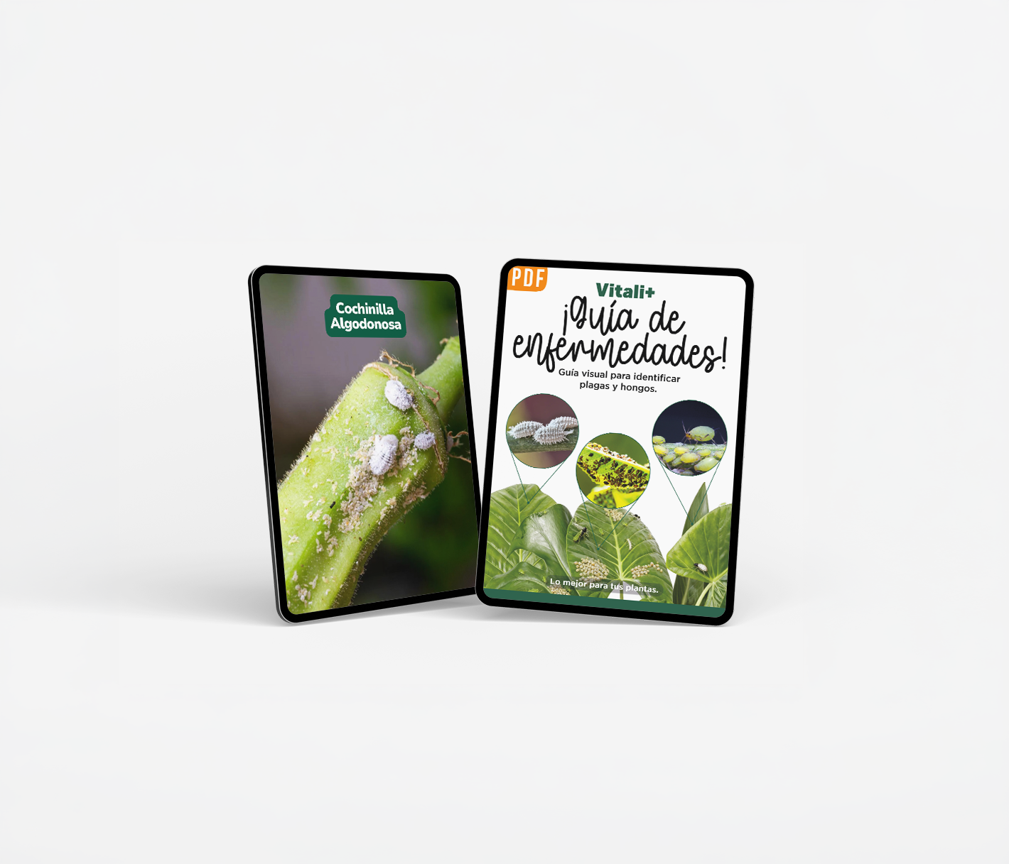 Guía de Enfermedades