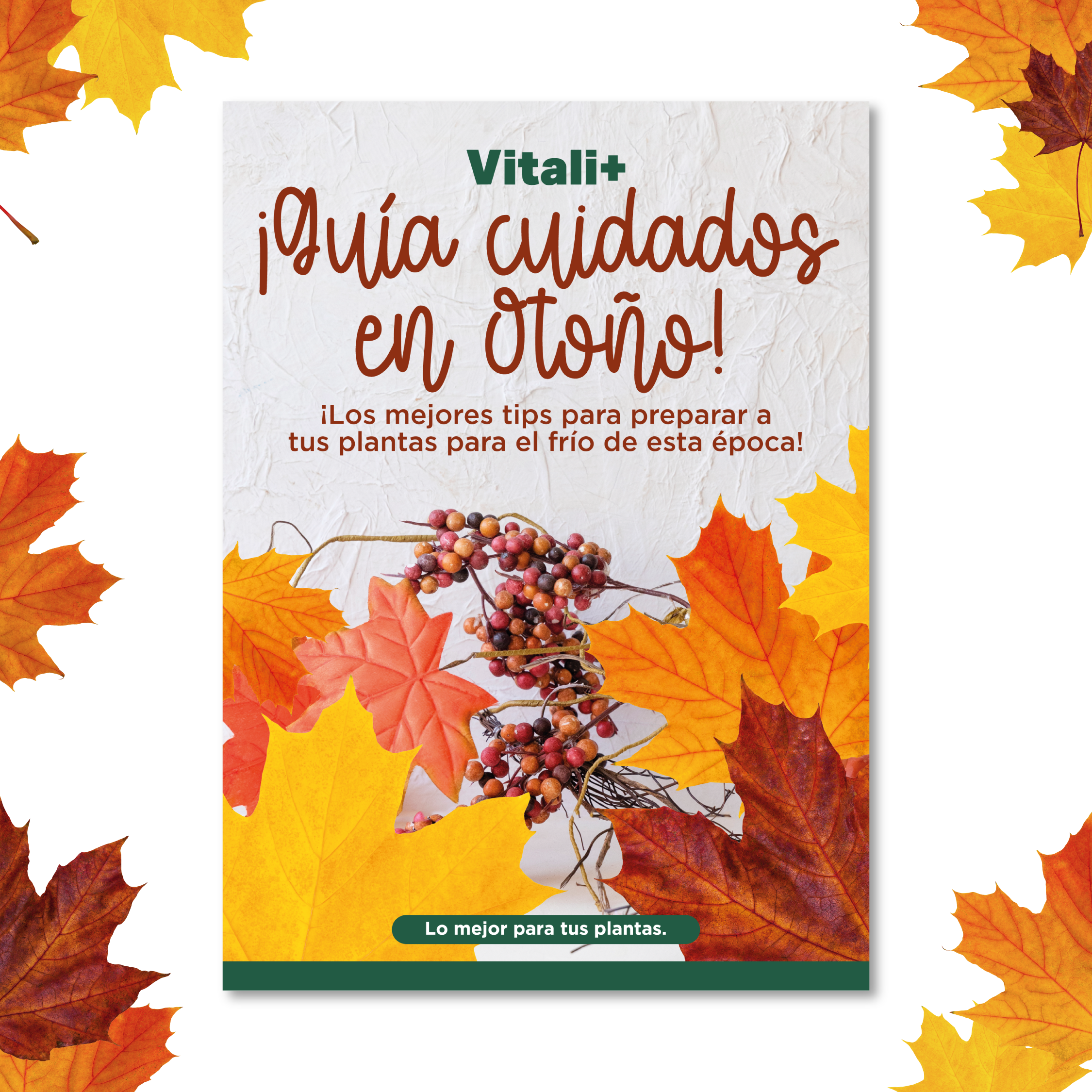 Pack Otoño
