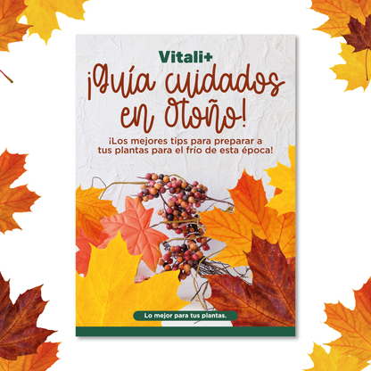Pack Otoño