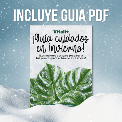 Curso: Cuida Tus Plantas de Interior en Invierno (preventa)
