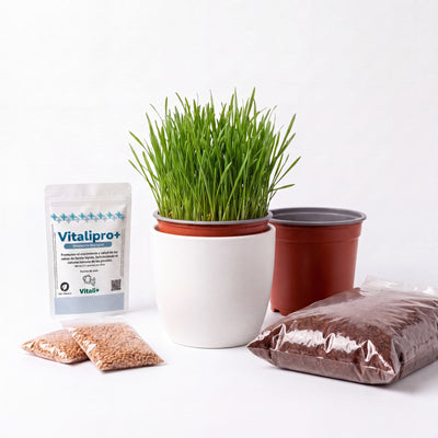 Kit de siembra hierba o pasto para gatos