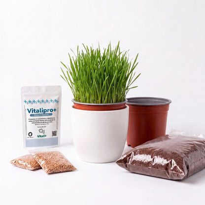Kit de siembra hierba o pasto para gatos