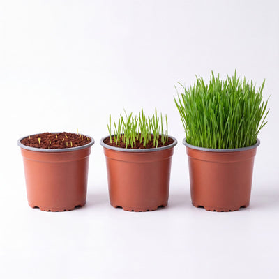Kit de siembra hierba o pasto para gatos