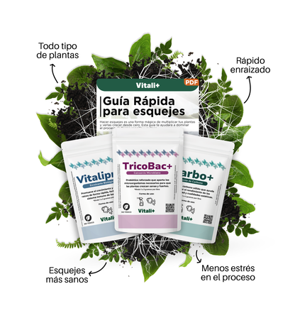 Pack Esquejes