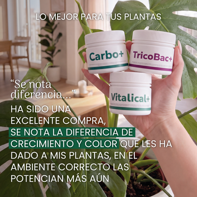 Pack Primavera