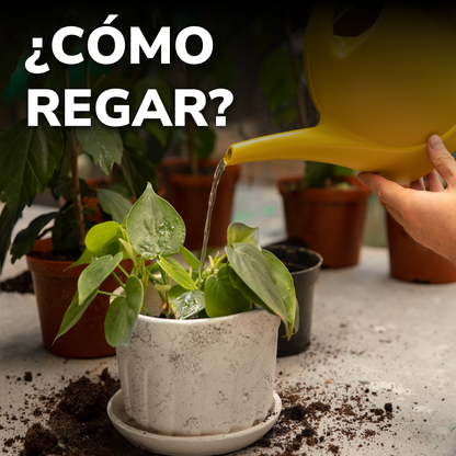 Curso Primavera