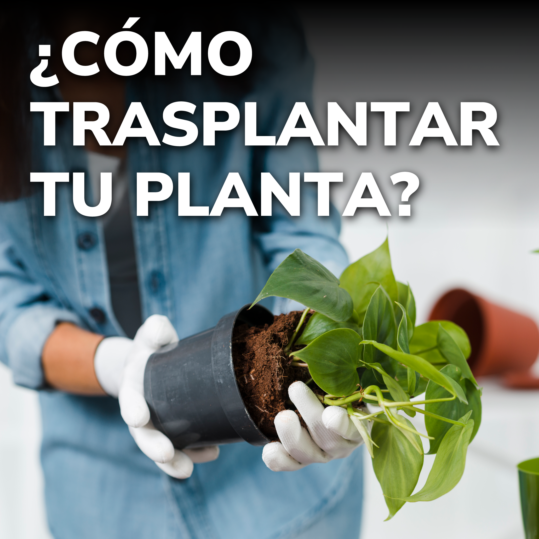 Curso Primavera