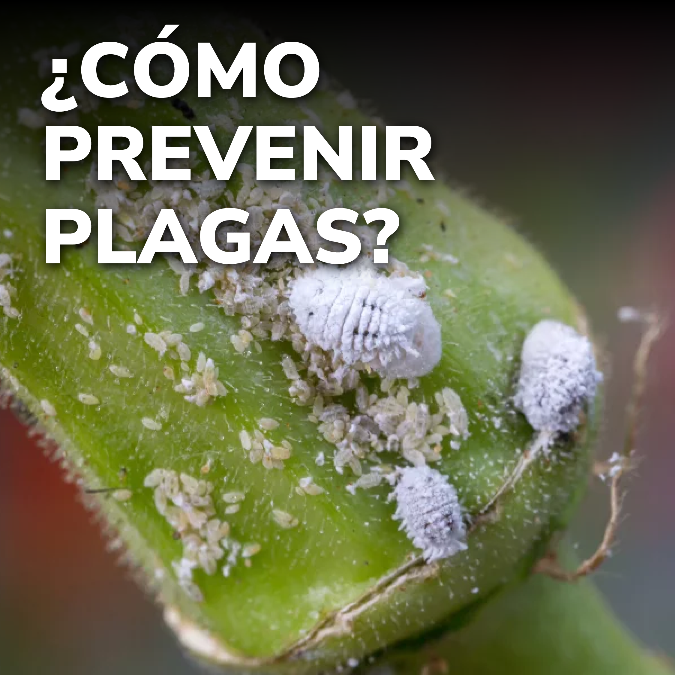 Curso Primavera