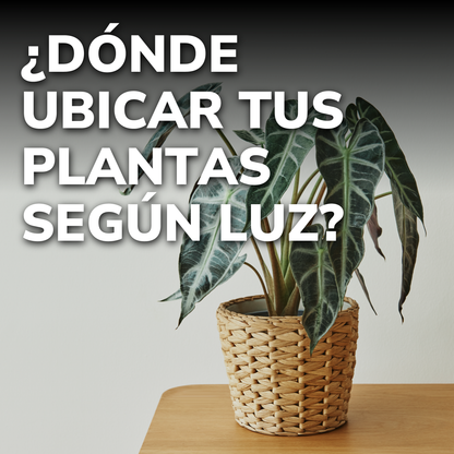 Curso Primavera