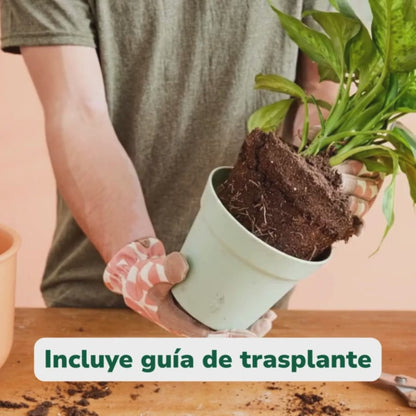Pack Trasplante