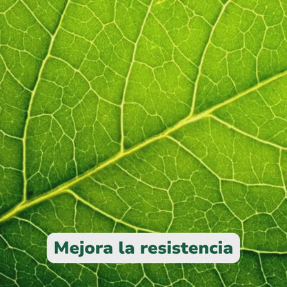 Kit Protección
