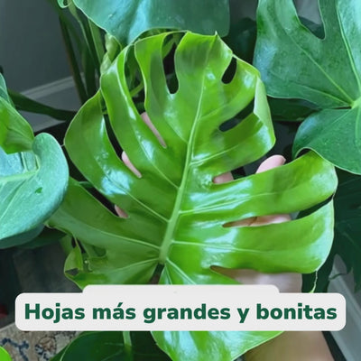 Vitalical - Estimulante de crecimiento