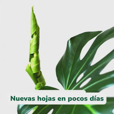 Vitalical - Estimulante de crecimiento