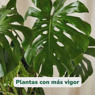 Vitalical - Estimulante de crecimiento