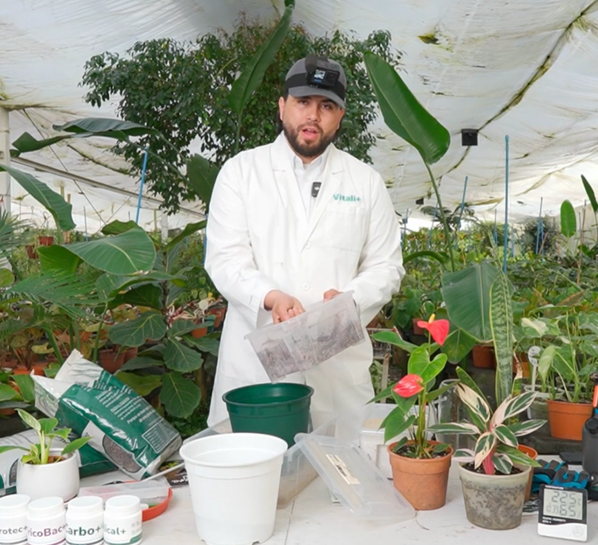 Tutorial cómo hacer un trasplante