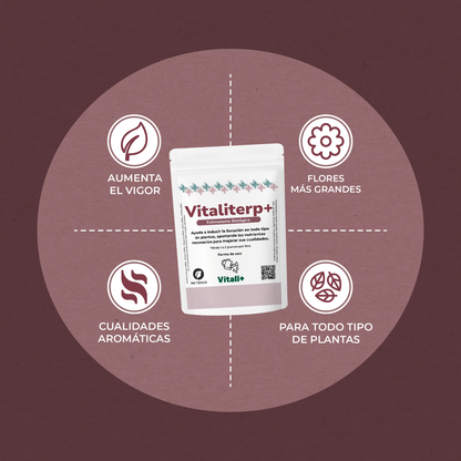 Vitaliterp
